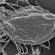 Microscopic image of Hemimastix kukwesjijk, a new species of hemimastigotes.